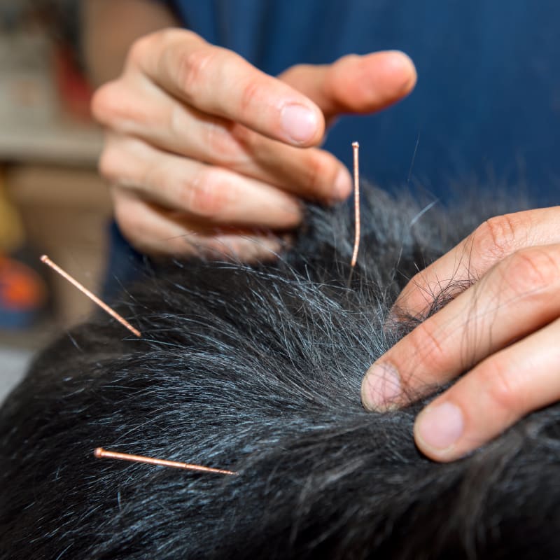 Veterinary Acupuncture & Eastern Medicine in Berkeley