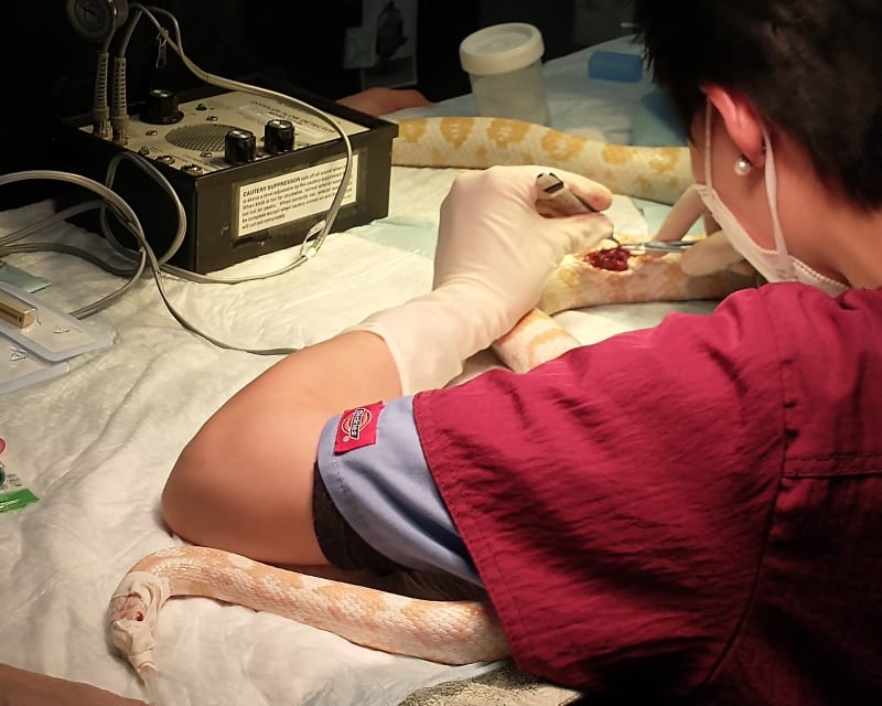 Avian & Exotic Pet Services, Berkeley Veterinarians