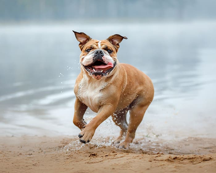 Dental Care, Berkeley Vet